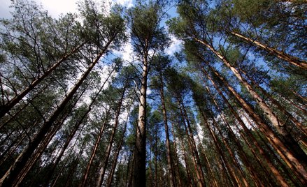 Przez zmiany klimatu drzewa rosną szybciej. Ale są słabsze i młodziej umierają