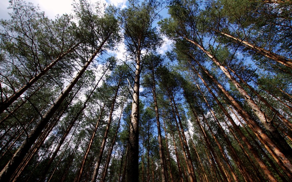 Przez zmiany klimatu drzewa rosną szybciej. Ale są słabsze i młodziej umierają