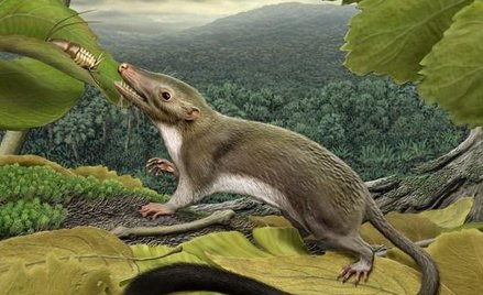 Przodkiem wszystkich ssaków było małe zwierzątko wielkości szczura