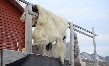 „Trasa naszego etapu jak i dwóch kolejnych przebiega w okolicach, w których białe niedźwiedzie czują
