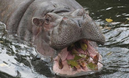 Hipopotamica Aniela w 2008 roku