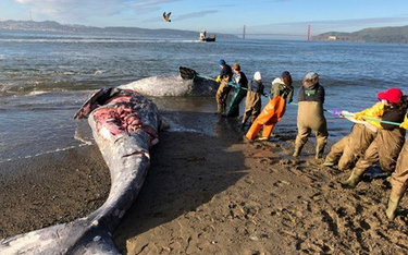 40 kg plastiku w żołądku młodego wieloryba