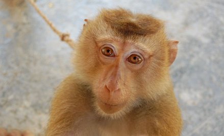 Wielka Brytania potroiła liczbą sprowadzonych do badań małp