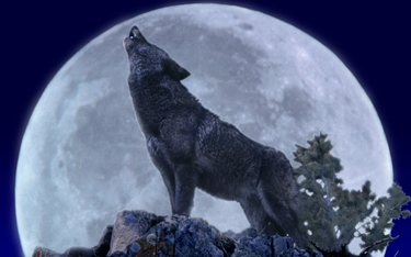 Fałszywy obraz złego wilka. Aktywiści apelują do mediów