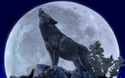 Fałszywy obraz złego wilka. Aktywiści apelują do mediów
