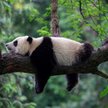 Panda wielka usunięta z listy gatunków zagrożonych