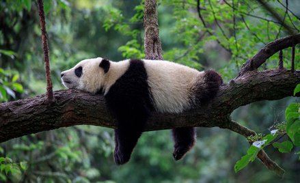 Panda wielka usunięta z listy gatunków zagrożonych