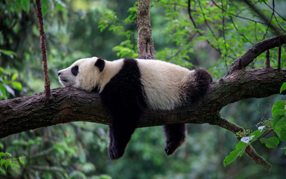 Panda wielka usunięta z listy gatunków zagrożonych