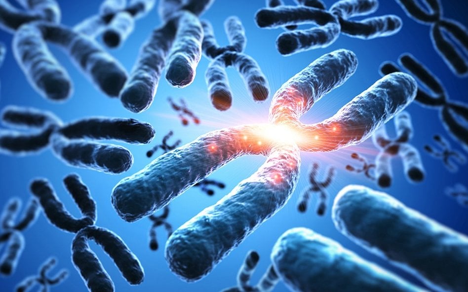 Chromosomy dicentryczne. Fot. peterschreiber.media /AdobeStock