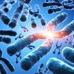 Chromosomy dicentryczne. Fot. peterschreiber.media /AdobeStock