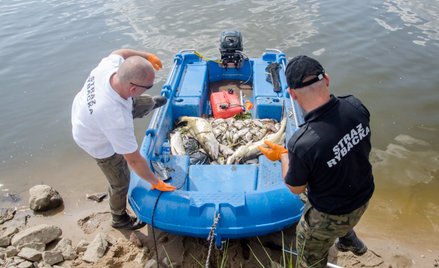 Odra zatruta. Zanieczyszczenia płyną od lipca