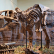 Odkryto nowy gatunek dinozaura. To krewniak tyranozaura