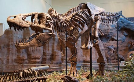 Odkryto nowy gatunek dinozaura. To krewniak tyranozaura