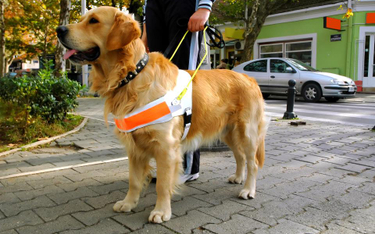 Szkolenie psów przewodników - rusza program dla osób niewidomych