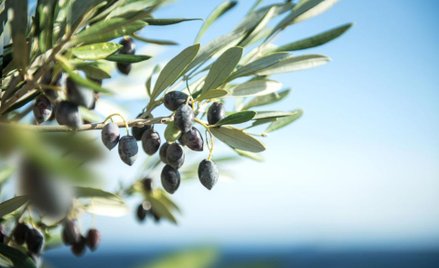The Guardian: Zagłada włoskich oliwek