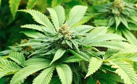 Nawet korzystanie z marihuany raz w tygodniu może prowadzić do uzależnienia.