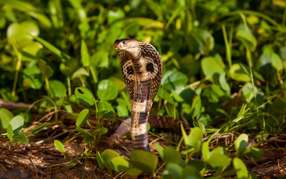 Kobra królewska  (Ophiophagus hannah)