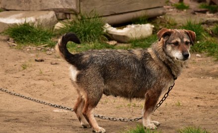 Sejm spuścił psy z łańcuchów – i to dosłownie. Ustawa łańcuchowa przyjęta