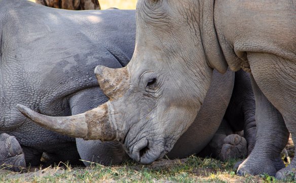 Pokarm od CPK to nie wszystko - możliwość rozdrabniania, przenoszenia i badania całych pni stymuluje