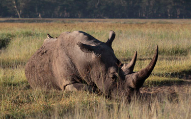 Trwa wojna o przetrwanie nosorożców