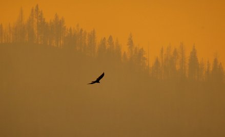 Próbował podpalić pająka. Doprowadził do pożaru