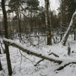 Zima w Kampinoskim Parku Narodowym
