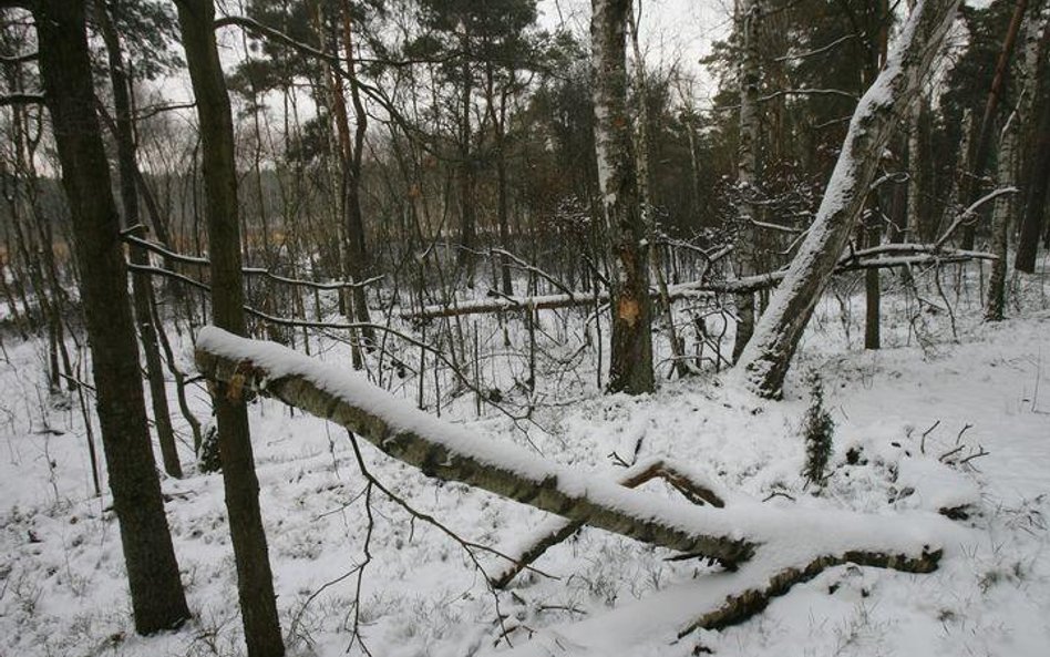 Zima w Kampinoskim Parku Narodowym