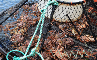 Na Alasce zniknęło miliard krabów. Po raz pierwszy w historii odwołano połowy