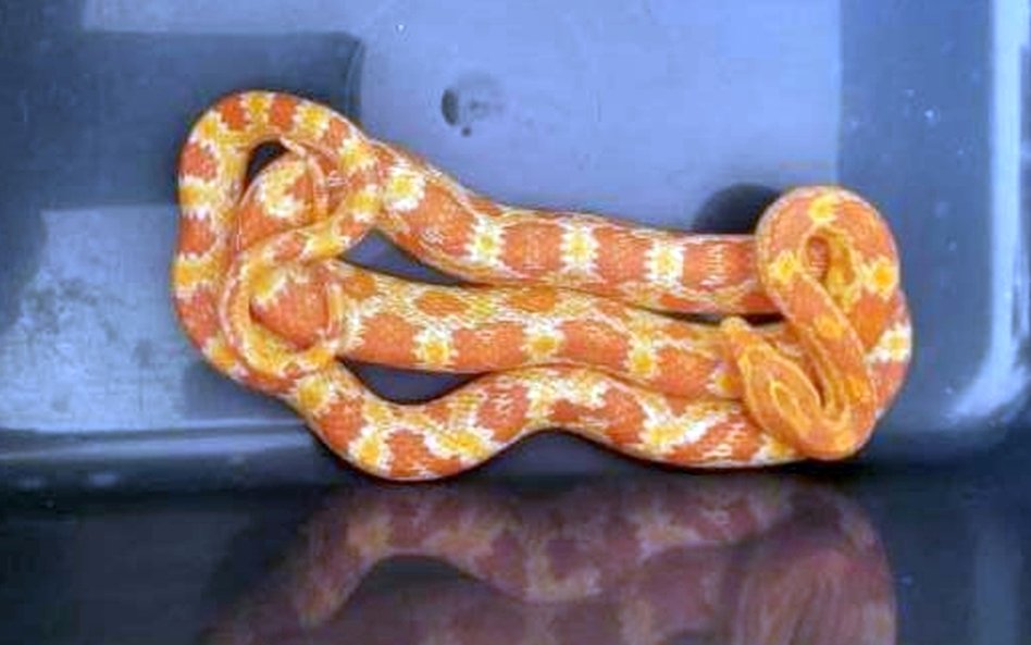 Wąż zbożowy