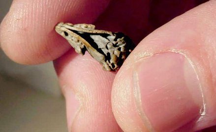 Skamieniała czaszka Hadrocodium wui ma 12 mm długości i waży tylko 2 gramy. Ale pozwoliła naukowcom 