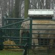 Słonie w krakowskim zoo