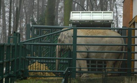 Słonie w krakowskim zoo