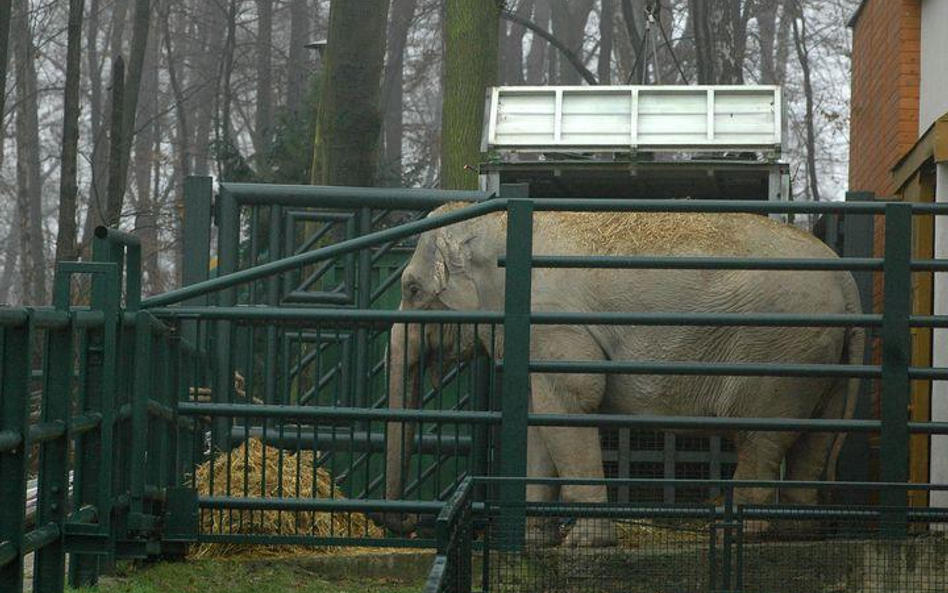 Słonie w krakowskim zoo