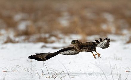 Miałkliwe słowa myszołowa