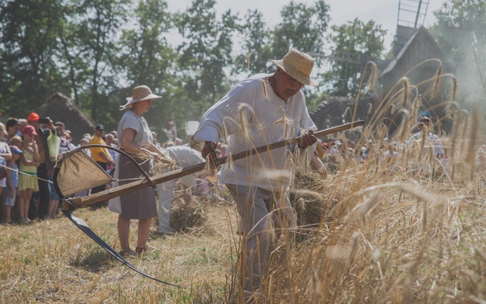 Pokazy tradycyjnego koszenia w Ciechanowcu.
