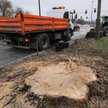 114-letnie drzewo ścięte przez budowę linii tramwajowej? "Przeżyło wojnę i powstanie"