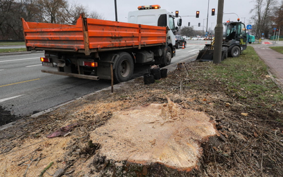 114-letnie drzewo ścięte przez budowę linii tramwajowej? "Przeżyło wojnę i powstanie"