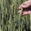Bruksela planuje uprościć import GMO