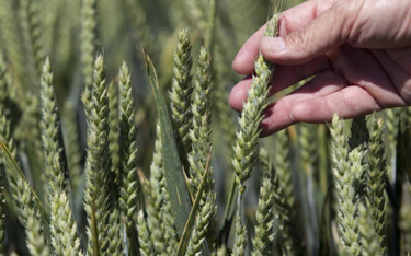 Producenci GMO przestają interesować się Europą