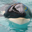 Orka