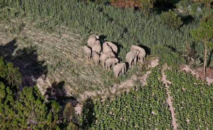 Stado wędrujących słoni powoli wraca do domu