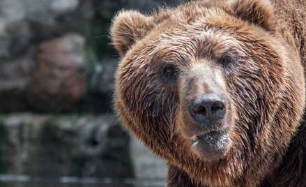 Niedźwiedzie w Rosji nie mają co jeść. Zaatakują ludzi?