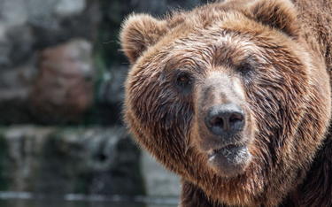 Niedźwiedzie w Rosji nie mają co jeść. Zaatakują ludzi?
