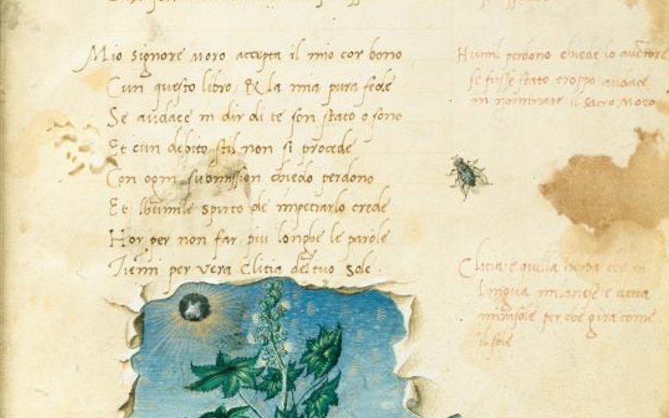 Francesco Binasco (?), "Rozdarty pergamin z widokiem na kwitnący kwiat" (ilustracja z poematu Gaspar