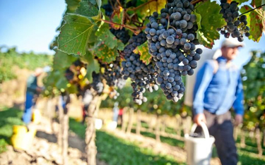 31 winnic tworzy Lubuski Szlak Miodu i Wina, który jest regionalnym produktem turystycznym