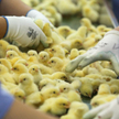 Polska branża drobiarska bije rekord za rekordem