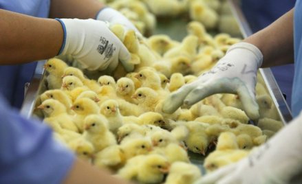 Polska branża drobiarska bije rekord za rekordem