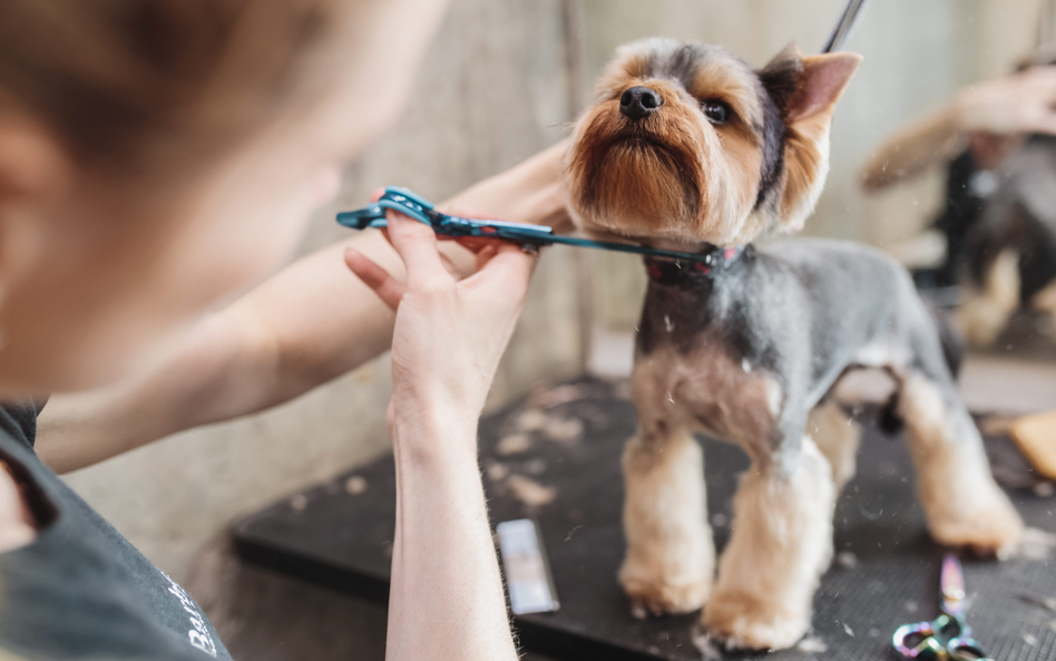 HiPets tworzy rozwiązania niczym Booksy, ale dla czworonogów. Start-up dokonał właśnie kolejnej akwi