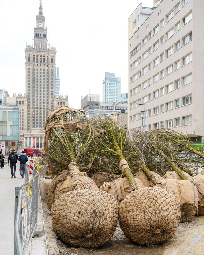 Sadzenie zaplanowano na okres, gdy drzewa pozostają w stanie spoczynku wegetacyjnego.