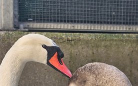 W Ptasim Punkcie Przyjęć coraz częściej pojawia się adnotacja „bez urazów”. Oznacza to jedno – ptak 
